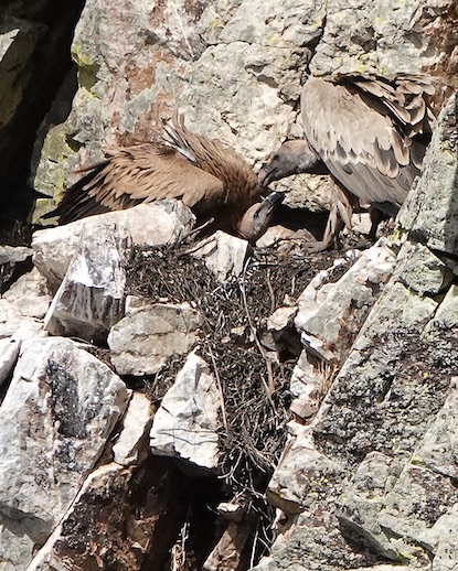 Griffon vulture
